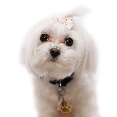 Lolly the dog's headshot