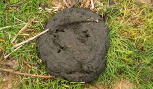 Cow Poop in a field, a metaphor of AI SLOP